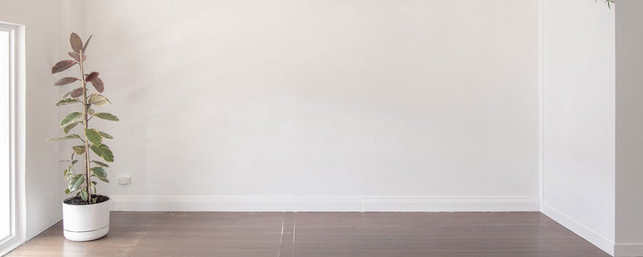 Blank White Wall with Pot Plant at Small Works Gallery